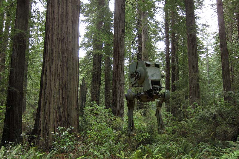 redwoodforestatst[1]